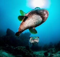 The Chase: A male Porcupinefish chases a female towards t... by Henley Spiers 